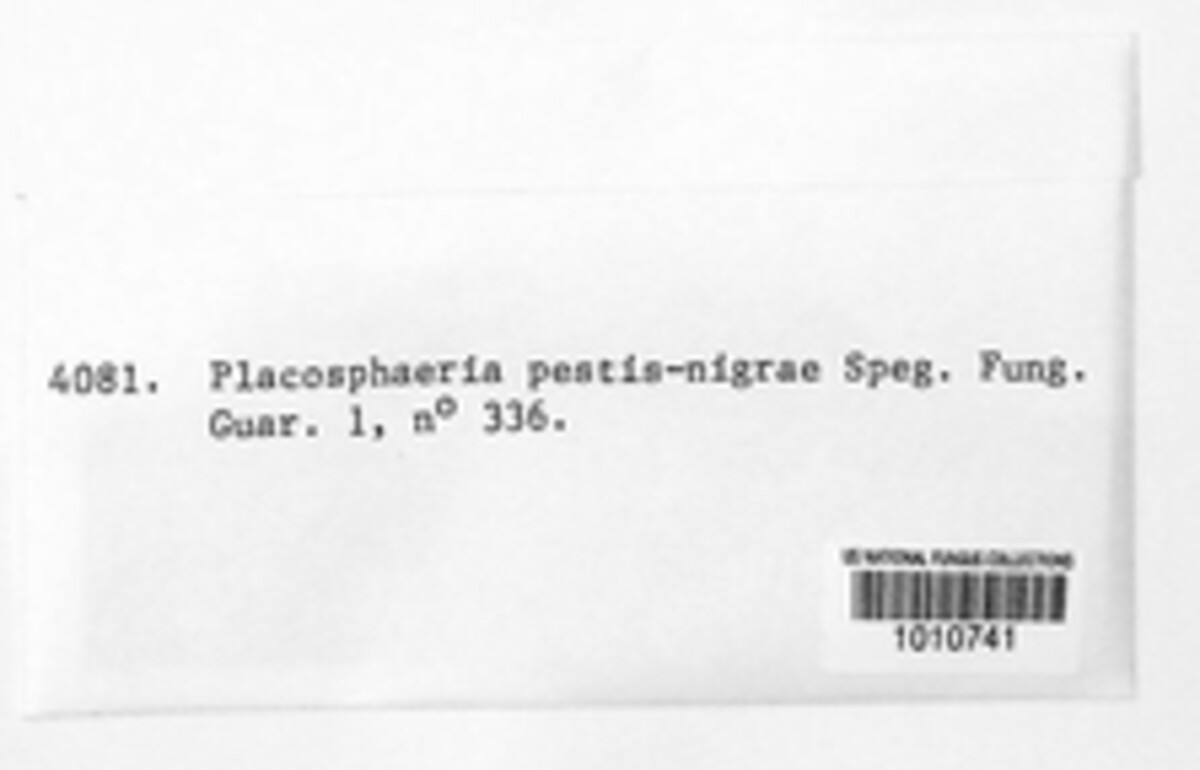 Placosphaeria pestis-nigra image
